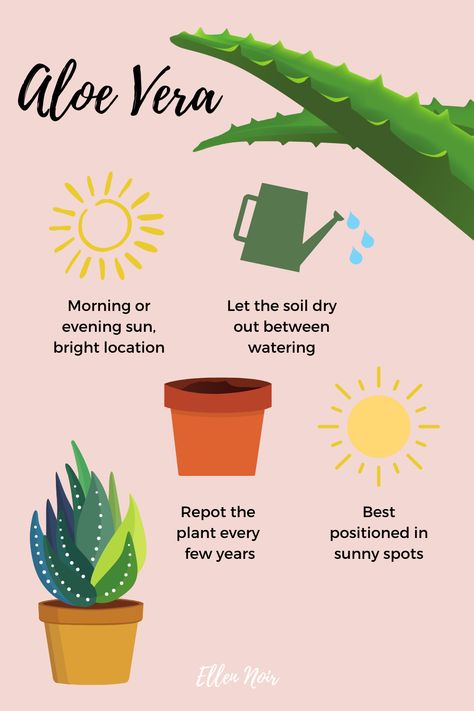 aloe vera plant care tips Aloe Care Plants, Aloe Vera Plant Care Tips, Snack Plant Care, Aloe Vera Care Tips, Aloe Vera Plant Care Indoor, Plant Identification Chart, Plant Chart, Aloe Vera Plant Care, Aloe Plant Care