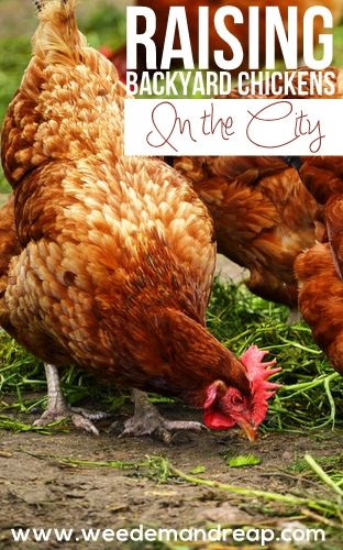 Raising Backyard Chickens in the City - Weed'em & Reap Chickens In The City, City Chickens, Urban Chicken Farming, Raising Turkeys, Baby Chicks Raising, Urban Chickens, Raising Backyard Chickens, Egg Production, Keeping Chickens