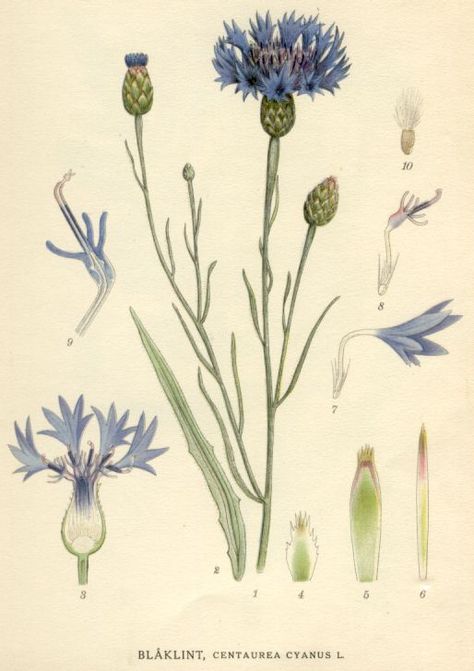 Cornflower (Centaurea cyanus) between 1917 and 1926 by Carl Axel Magnus Lindman (1856–1928). http://runeberg.org/nordflor/7.html Wikimedia. Cottagecore Tattoo, Plants Drawings, Bachelor Button Flowers, Scientific Drawing, Flower Tattoo Back, Visual Aid, Drawing Flowers, Photo Shop, Funny Tattoos