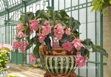 Botanical Name: Medinilla magnifica - This tropical shrub bears drooping clusters of rosy pink flowers, giving it a common name of Rose Grape. House Plants Display, Tropical Plants In Pots, Display House Plants, Planting Grapes, Hydrangea Propagation, Cymbidium Orchids Care, Plants Air Purifying, Elephant Ear Plants, Medinilla Magnifica