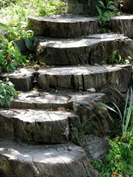 Old tree stump steps Garden Stairs, Old Tree, Old Trees, Backyard Retreat, Creative Gardening, Garden Pathway, Tree Stump, Small Garden Design, Photo Tree