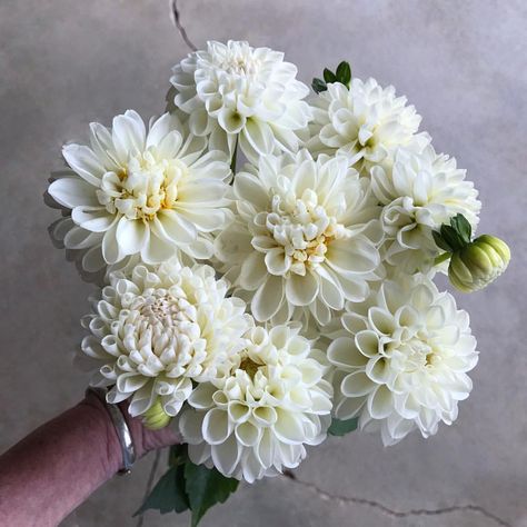 'white nettie' is such a doll. lovely and imperfect #dahlias this time of year. White Dahlias Bouquet, Cream Dahlia Bouquet, White Dahlias Wedding, Dahlia Flower Wedding Bridal Bouquets, Dhalia Aesthetic Bouquet, White Dahlia Wedding Bouquets, Dalia Bouquet, White Dahlia Bouquet, Dahlias Bouquet