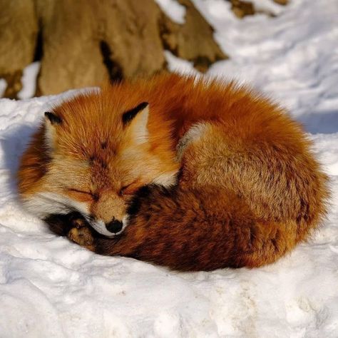 Red Fox Sleeping, Fox Laying Down, Sleeping Fox Drawing, Pictures Of Foxes, Fox Reference, Fox Sleeping, Owl Hoodie, Fox Photo, Photos Of Animals