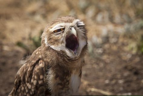 Burrowing owls, native to North and South America, are excellent night hunters – from dusk till dawn, they use their perfect night vision to stalk and ambush their prey. I guess that's why the one in the picture is sleepy during the day! Owl Species, Burrowing Owl, Funny Owls, Cute Owls, Curious Creatures, Owl Pictures, Beautiful Owl, Funny Birds, Tropical Forest