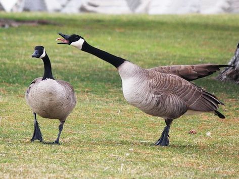 Geese Breeds, Canada Geese, Arctic Tundra, Wild Goose, Canadian Goose, Duck Duck, Duck Hunting, African Men, Bird Species