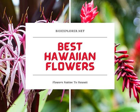 Best Hawaiian Flowers Hawaii Plants, Native Hawaiian Animals, Native Hawaiian Flowers, Native Hawaiian Plants, Hawaii Aesthetic Flower, Hawaii Native Plants, Hawaiian Ti Plant, Hawaii State Flower, Hawaiian Plants