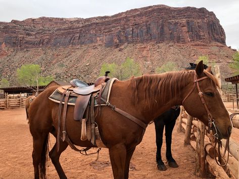 utah Utah Ranch, Biker Life, Rodeo, Utah, Horses, Animals, Quick Saves