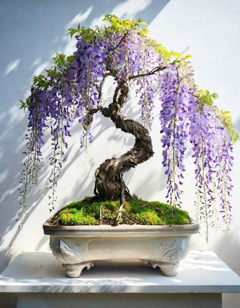 Wisteria Bonsai Tree, Japanese Wisteria Tree, Bonsai Wisteria, Wisteria Bonsai, Japanese Wisteria, Chinese Wisteria, Flowering Bonsai Tree, Wisteria Plant, Bonsai Pruning