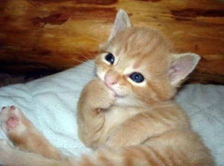 25 Thumb-Sucking Animals Take You To Their Happy Place Adorable Kittens Funny, Kitten Photos, Kitten Pictures, Funny Animal Jokes, Baby Kittens, Kittens Funny, Funny Cat Memes, Animal Jokes, Cute Kittens