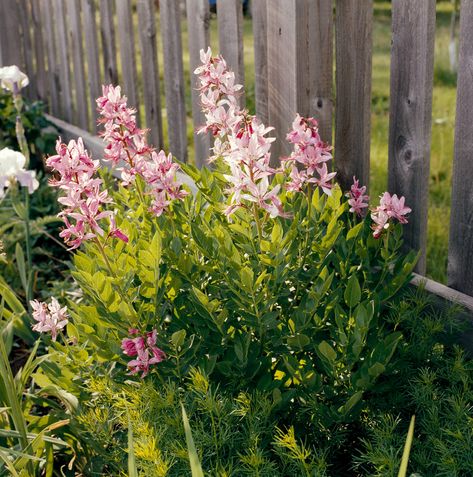 Astilbe Flower, Gas Plant, Obedient Plant, Mallow Flower, Indoor Flowering Plants, Planting Sunflowers, Flower Spike, Growing Seeds, Garden Pests