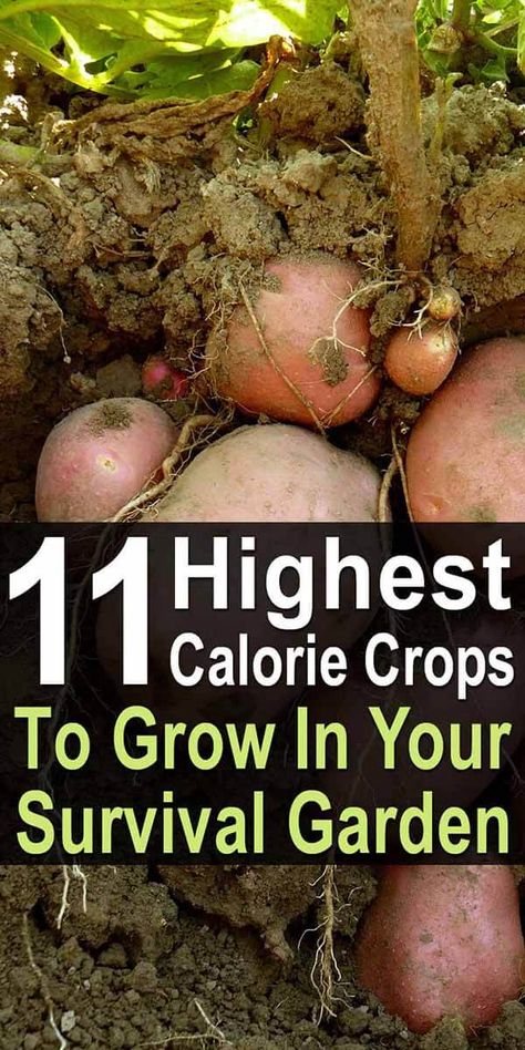 When preparing to grow a survival garden, the number of calories a crop offers is an important consideration. Although veggies like tomatoes and cucumbers are nutritious, they won't keep you full. That's why when planning your survival garden, you also want to include lots of high-calorie crops. Survival Crops, Prepper Garden, Survival Plants, Backyard Homesteading, Vegetables Growing, Growing Crops, Tomatoes And Cucumbers, Vegtable Garden, Survival Garden