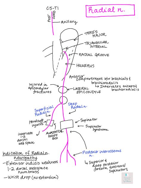 Radial Nerve Injury, Radial Nerve Anatomy, Trigeminal Nerve Notes, Oculomotor Nerve, Inferior Alveolar Nerve Block, Med School Study, Nerve Anatomy, Radial Nerve, Anatomy Notes