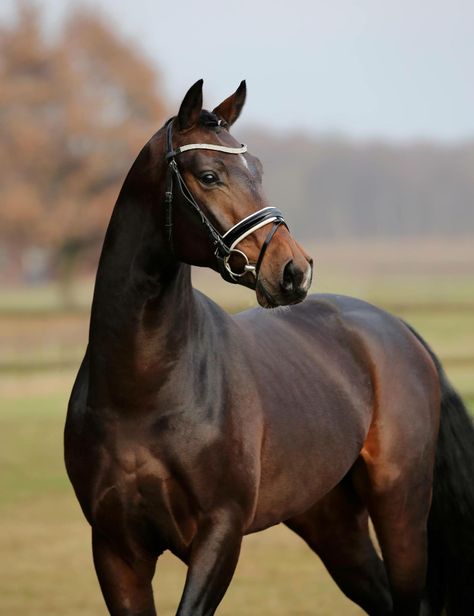 Handsome dark bay warmblood horse. Soft expression. Bay Warmblood Horse, Dark Bay Warmblood, Dark Bay Thoroughbred, Holsteiner Horse, Bay Arabian Horse, Dark Bay Horse, Kwpn Horse, Horses Beautiful, Bay Horses