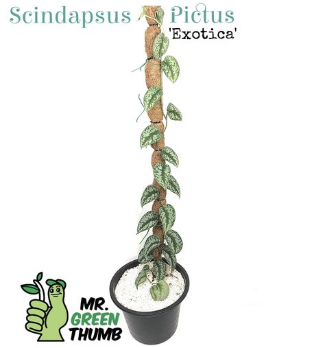 Scindapsus Argyraeus, Scindapsus Pictus Exotica, Scindapsus Pictus, Rare Plants, Plant Lover, Macrame Plant, Green Thumb, Macrame Plant Hanger, Cactus Plants