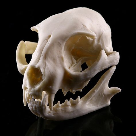 Skeleton Medical, Animals Skull, Skull References, Feline Anatomy, Animal Skeleton, Skull Anatomy, Skull Reference, Skull Model, Cat Skeleton