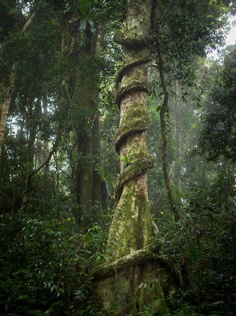 Rainforest Photography, Jungle Temple, Wood Elves, Rainforest Trees, Scary Images, Rainforest Plants, Goddess Aesthetic, Photos For Profile Picture, Ground Level