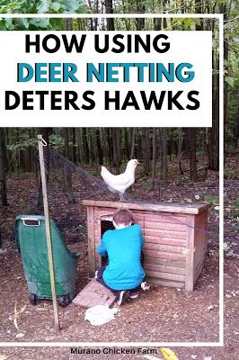 How using deer netting can deter hawks. If you have a problem with hawks attacking your chickens, you can keep them out of your chicken coop run by covering it with deer netting. Here's how. Chicken Netting Fence, Poultry Netting Ideas, Hawk Deterrent Backyard Chickens, Predator Proof Chicken Coop, Chicken Coop And Run, Deer Netting, Coop And Run, Chicken Coop Blueprints, Coop Run