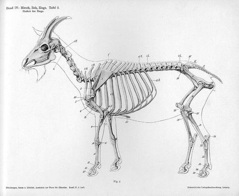 The Goat - Dittrich - 1898 skeleton | par peacay Goat Bone, Animal Skeleton, Anatomy Bones, Skeleton Anatomy, Skeleton Drawings, Animal Skeletons, Animal Anatomy, Altered Art Projects, Animal Study