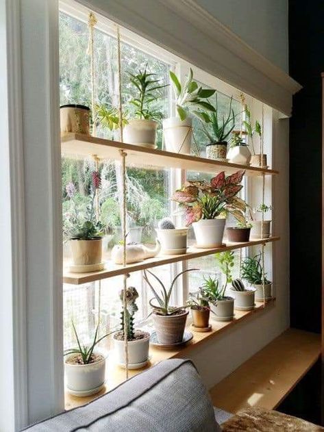 Window Growing Plants, Plant Bench Indoor Window, Floor To Ceiling Windows Plants, Window Seal Plants, Plants In Front Of Window, Plants By Window, Herb Window Garden, Plants In Window, Shelf Over Window