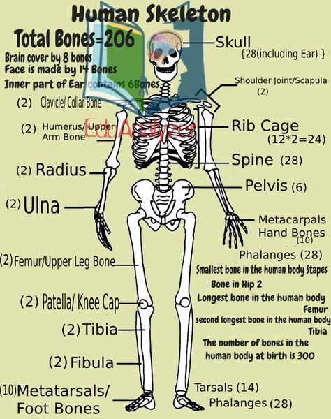 Number Of Bones In Human, Learn Bones Human Skeleton, Bone Names Skeleton, 206 Bones Human Skeleton List, Bones Name, Human Skeleton Labeled, Skeleton Body Parts, Skeleton Labeled, Anatomy Classroom