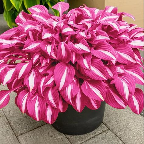 Amazon.com : PLATAGO Hosta Seeds Perennial Hosta Plants Grow Easily Pink Hostas Bulbs for Planting Outdoor Patio Garden Shade Low Maintenance 100pcs : Patio, Lawn & Garden Hosta Seeds, Fall Planting Perennials, Perennials For Shade, Hosta Flower, Hardy Mums, Hosta Care, Black Plants, Evergreen Landscape, Garden Shade