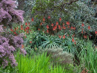 Most #Aloe bloom in winter, attracting hummingbirds to their bright tubular flowers when little else is available. -Garden Design #HomeOwnerTips #GardeningTips Aloe Vera Garden, Aloe Plant Care, Portland Garden, Desert Gardens, Succulent Species, Succulent Ideas, Dry Garden, Aloe Plant, Aloe Vera Plant