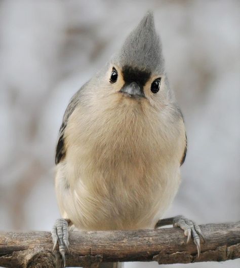 Titmouse Bird, Tufted Titmouse, Bird Carving, Most Beautiful Birds, Rare Birds, Bird Watcher, All Birds, Bird Photo, For The Birds