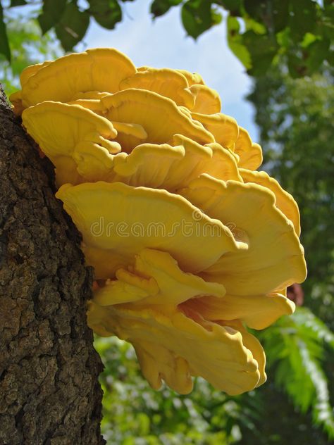 Nurgle Conversion, Lounge Painting, Lions Mane Benefits, Bedroom Crochet, Yellow Shelf, Neon Grunge, Diy Cottage, Yellow Fairy, Crochet Plants