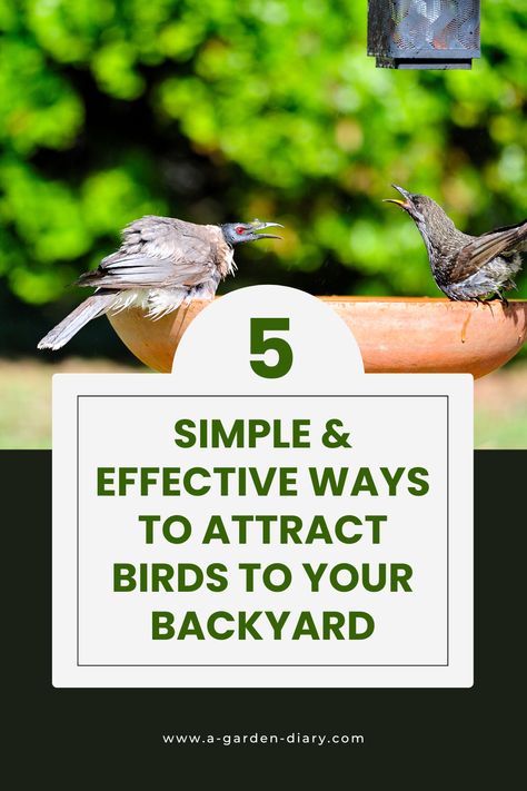 Transform your outdoor space into a haven for feathered friends with these 5 simple & effective ways to attract birds to your backyard. From choosing the right bird feeders and native plants to providing fresh water and cozy shelter, these easy steps will invite a chorus of chirps and flashes of color. Discover how to make your garden a wildlife-friendly paradise and enjoy the natural beauty of birds visiting your own sanctuary. Start creating your bird-friendly backyard today! Attract Wildlife To Garden, Bird Garden Ideas, Fast Growing Flowers, Backyard Birds Sanctuary, Bird Paradise, Solar Powered Fountain, Garden Diary, Different Birds, How To Attract Birds