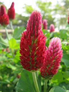 Trifolium incarnatum Crimson Clover Crimson Clover, Clover Seed, Seed Storage, Red Clover, Red Blossoms, Attract Pollinators, Plant Spacing, Seed Company, Ground Cover