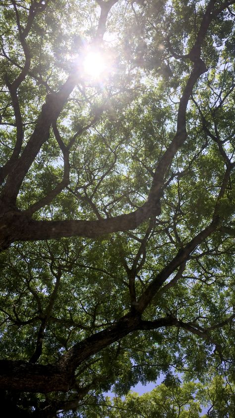 Morning Sunrise Snaps, Sunday Afternoon Aesthetic, Tree Branch Aesthetic, Mundane Life Aesthetic, Summer Mornings Aesthetic, Sunday Core, Treehouse Aesthetic, Mundane Aesthetic, Lonely Summer