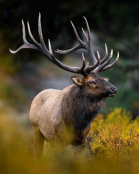 Roosevelt Elk, Cow Elk, Elk Pictures, Elk Photo, Big Deer, Deer Photos, Spiritual Animal, Bull Elk, Eagle Pictures