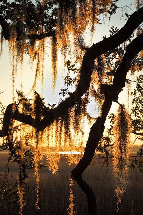 Sunset and Spanish Moss, Mt. Pleasant, SC  © Doug Hickok  All Rights Reserved Cooper River Charleston SC  At days end the golden sun illuminates Spanish Moss  draped over this old oak, near a Cooper River salt marsh. Mt Pleasant Sc, Southern Life, Southern Gothic, Eye Photography, Spanish Moss, Mount Pleasant, Photo Blog, Jolie Photo, Low Country