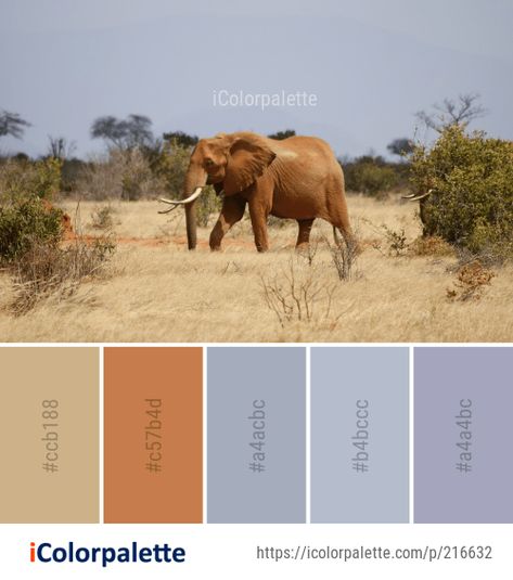 Color Palette Ideas from Elephant Elephants And Mammoths Wildlife Image Skin Color Palette, Elephant Colour, African Colors, Africa Animals, Coffee Flower, Color Vibe, Color Schemes Colour Palettes, African Decor, Design Seeds