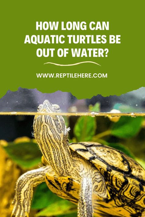 #Aquatic Turtles Be Out Of Water Aquatic Turtle Habitat, Turtle Habitat, Aquatic Turtles, Health Problems, Your Pet, Turtles, Habitat, Wonder, Pet