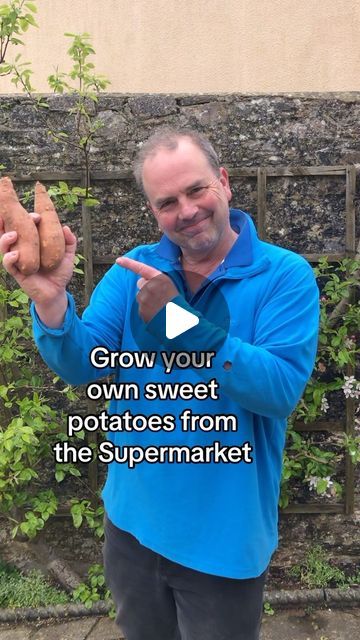 Plant Sweet Potatoes In Containers, How To Grow Sweet Potatoes In Containers, Growing Potatoes From Potatoes, How To Grow Potatoes From Potatoes, Sweet Potato Growing, Grow Sweet Potatoes, Potato Growing, Container Potatoes, Growing Vegetables In Pots