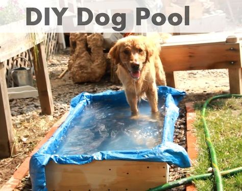 Hot pup? Cool them down quick with a homemade pool. Dog Pool Diy, Dog Course, Diy Dog Pool, Dog Pool Ramp, Pool For Dogs, Dog Pools, Homemade Pools, Mini Swimming Pool, Cat Playground Outdoor