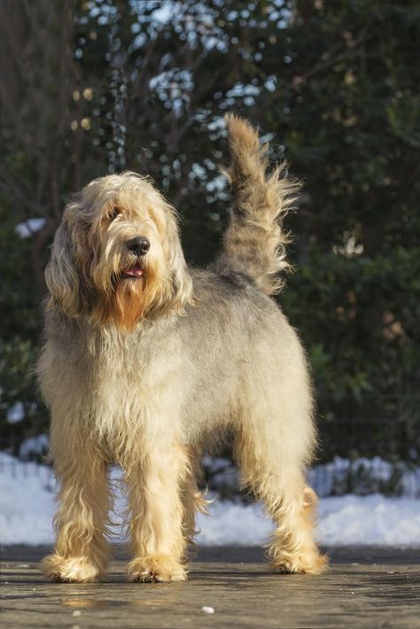 Otter Hound, Doodle Dogs, Hound Breeds, Terrier Breeds, Pet Breeds, Herding Dogs, Purebred Dogs, Snow Dogs, Types Of Dogs