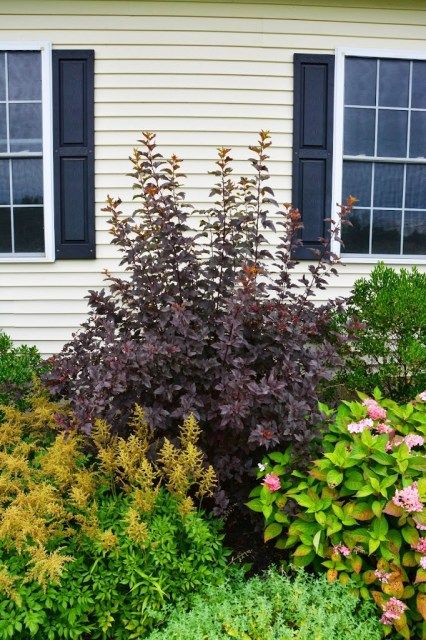 Pruning Ninebark 'Diablo' - The Obsessive Neurotic Gardener Ginger Wine Ninebark Landscaping, Summer Wine Ninebark Shrubs, Ninebark Diablo, Curbside Garden, Ninebark Shrub, Peach Landscape, Conifers Garden, Front Yard Landscaping Pictures, Front Garden Design