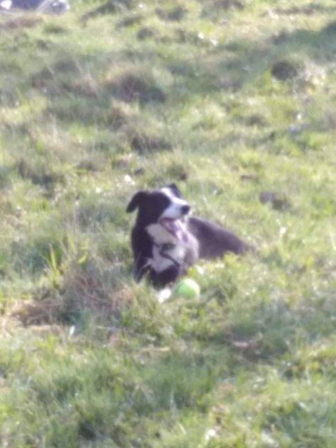 aesthetic, dog, fairycore, core, naturecore, nature Dog In Field, Dog Black And White, Field Aesthetic, Aesthetic Dog, Dog Picture, Dog Black, Black And White Dog, Film Photo, White Dog