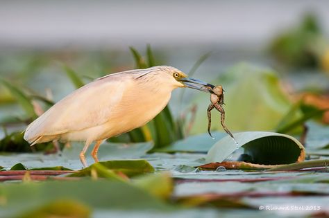 Squacco Heron Squacco Heron, Birds, Animals