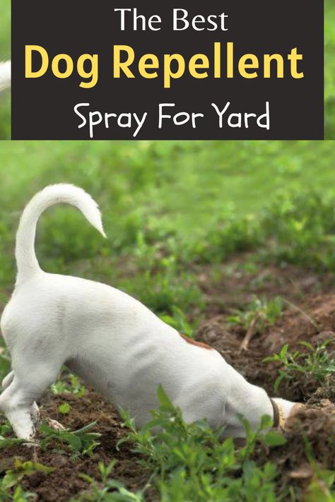 The best dog repellent spray for yard Diy Dog Deterrent Spray, Dog Deterrent Spray For Yard, How To Stop A Dog From Digging, Dog Repellent Spray For Yard, How To Keep A Dog From Digging, How To Keep Dogs From Digging, How To Keep Dogs From Pooping In My Yard, Plants That Repel Dogs, How To Keep Dogs Out Of Garden