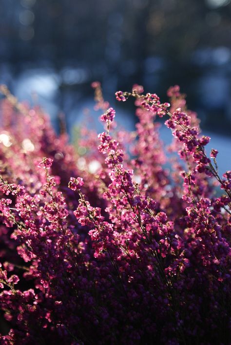 heather Heather Flower Aesthetic, Heather Aesthetic, Different Types Of Aesthetics, Navy Gold Wedding, Heather Flower, Types Of Aesthetics, The Language Of Flowers, Lavender Plant, Sweet Peas