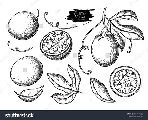 Passion fruit vector drawing set. Hand drawn tropical food illustration. Engraved summer passionfruit objects. Whole and sli #Ad , #AFFILIATE, #tropical#drawn#food#Engraved Juice Packaging Design, Ad Drawing, Nutmeg Spice, Fruit Tattoo, Tropical Food, Fruits Drawing, Fruit Vector, Creating Artwork, Pet Logo Design