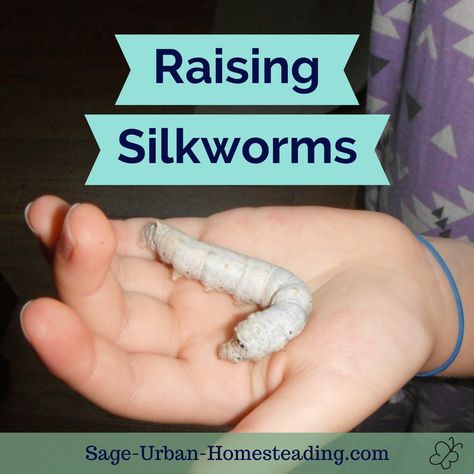 Insect Farming, Chameleon Food, Worm Farm Diy, Worm Farms, Snail Farming, Small Farming, Farm Diy, Silk Fiber, Worm Farm