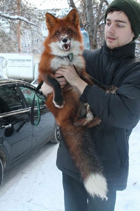 A research group in russia spent the last 20-30 years breeding foxes to remove the wild genes and make purely domestic foxes. To fund their continuing research, they are selling these foxes as house pets.: Domestic Fox Pets, Fox As Pet, Red Fox Pet, Domestic Fox, Fox Breeds, Foxes Cute, Fox Pet, Fuchs Baby, House Pets