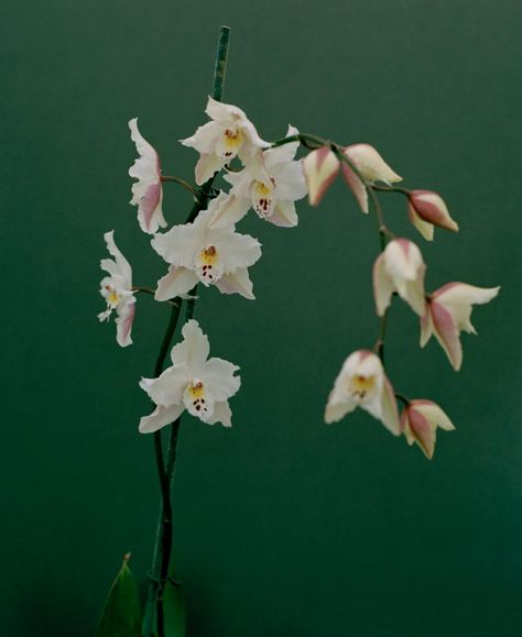 Kate Friend echoes the delicate temporality of orchids in a new photo series in collaboration with Sussex-based nursery McBean’s Orchids Orchid Images, Uk Food, Orchid Show, Work In New York, Exotic Orchids, A Breath Of Fresh Air, Shed Light, Shoot Film, Photographic Studio