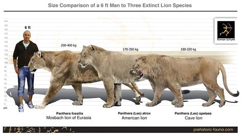 Size Comparison of a 6 ft man to three species of extinct lions. American Lion, Prehistoric Period, Sabertooth Tiger, Realistic Animal Drawings, Myths & Monsters, Prehistoric Wildlife, Dinosaur Images, Paleo Art, Bear Dog