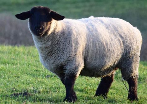 Suffolk Sheep ~ The Breed to Raise for Meat and Wool | Chickens, Livestock, Homesteading & Gardening | Rural Living Meat Sheep, Sheep Farmer Aesthetic, Sheep On Farm, Raising Sheep For Wool, Suffolk Sheep, Mutton Chops, Exmoor Horn Sheep, Sheep Breeds, Rural Living