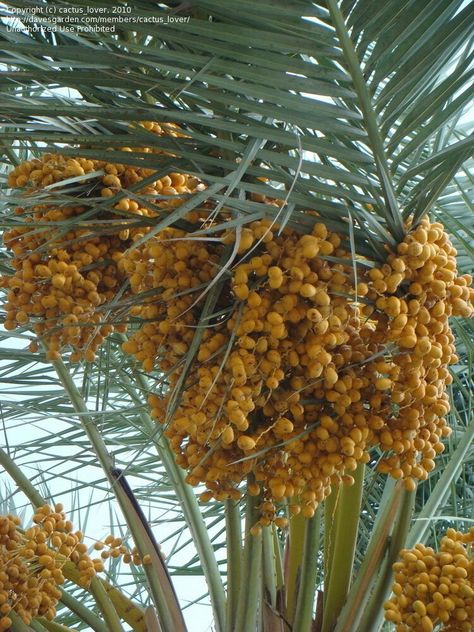 PHOENIX DACTYLIFERA 'ZAHIDI' Phoenix Dactylifera, Grapes, Beautiful Flowers, Fruit, Flowers, Plants